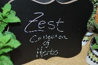 Zest™  -- New from HortCouture @ GroLink, Spring Trials 2016, where stylish and trendy plants are in fashion and on the runway. The Zest™ Collection of Herbs.