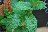 Zest™ Mentha Mojito -- New from HortCouture @ GroLink, Spring Trials 2016, where stylish and trendy plants are in fashion and on the runway. The Zest™ Collection of Herbs.