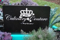 Culinary Cuisine™  -- New from HortCouture @ GroLink, Spring Trials 2016, where stylish and trendy plants are in fashion and on the runway. Not just for ornamentals, HortCouture presents Culinary Couture featuring Zest™ and other vegetables.