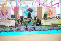 Culinary Cuisine™  -- New from HortCouture @ GroLink, Spring Trials 2016, where stylish and trendy plants are in fashion and on the runway. Not just for ornamentals, HortCouture presents Culinary Couture featuring Zest™ and other vegetables.