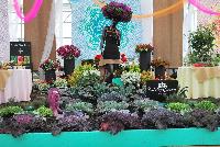 Culinary Cuisine™  -- New from HortCouture @ GroLink, Spring Trials 2016, where stylish and trendy plants are in fashion and on the runway. Not just for ornamentals, HortCouture presents Culinary Couture featuring Zest™ and other vegetables.