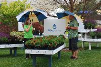   -- PlantHaven CEO Robert Bett outlining some of the features and benefits of the WaterSaver™ Program to GIE Media Editor Karen Varga during a downpour at Spring Trials, 2016.  Might be all the water these plants need for a while....