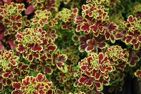 Tidbits™ Coleus Tammy -- New from Terra Nova Nurseries @ Windmill Nursery, Spring Trials 2016, the Tidbit™ Series of Coleus, featuring 'Tammy', a small, tight-habit specimen, no PGRs required or recommended.  Crimson leaves with a showy lime edge, upright and spreading.  An excellent replacement for impatiens.  Height: 10 inches.  Spread: 24 inches.  Shade to Part shade.  Zones 10-11.