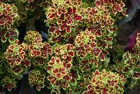 Tidbits™ Coleus Tammy -- New from Terra Nova Nurseries @ Windmill Nursery, Spring Trials 2016, the Tidbit™ Series of Coleus, featuring 'Tammy', a small, tight-habit specimen, no PGRs required or recommended.  Crimson leaves with a showy lime edge, upright and spreading.  An excellent replacement for impatiens.  Height: 10 inches.  Spread: 24 inches.  Shade to Part shade.  Zones 10-11.