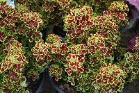 Tidbits™ Coleus Tammy -- New from Terra Nova Nurseries @ Windmill Nursery, Spring Trials 2016, the Tidbit™ Series of Coleus, featuring 'Tammy', a small, tight-habit specimen, no PGRs required or recommended.  Crimson leaves with a showy lime edge, upright and spreading.  An excellent replacement for impatiens.  Height: 10 inches.  Spread: 24 inches.  Shade to Part shade.  Zones 10-11.