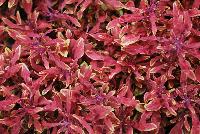 Hipsters™ Coleus Jasper -- New from Terra Nova Nurseries @ Windmill Nursery, Spring Trials 2016, the Hipsters™ Series of Coleus, featuring 'Jasper', a low,  dense habit specimen, no PGRs required or recommended.  Red leaves with a showy lime edge, narrow leaves are lobed.  An excellent replacement for impatiens.  Height: 10 inches.  Spread: 24 inches.  Shade to Part shade.  Zones 10-11.
