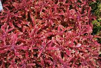 Hipsters™ Coleus Jasper -- New from Terra Nova Nurseries @ Windmill Nursery, Spring Trials 2016, the Hipsters™ Series of Coleus, featuring 'Jasper', a low,  dense habit specimen, no PGRs required or recommended.  Red leaves with a showy lime edge, narrow leaves are lobed.  An excellent replacement for impatiens.  Height: 10 inches.  Spread: 24 inches.  Shade to Part shade.  Zones 10-11.