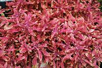 Hipsters™ Coleus Jasper -- New from Terra Nova Nurseries @ Windmill Nursery, Spring Trials 2016, the Hipsters™ Series of Coleus, featuring 'Jasper', a low,  dense habit specimen, no PGRs required or recommended.  Red leaves with a showy lime edge, narrow leaves are lobed.  An excellent replacement for impatiens.  Height: 10 inches.  Spread: 24 inches.  Shade to Part shade.  Zones 10-11.