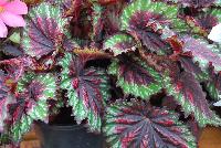 T Rex™ Begonia Painter's Palette -- New from Terra Nova Nurseries @ Windmill Nursery, Spring Trials 2016, the T Rex™ Series of Coleus, featuring 'Painter's Palette', with leaves shaped like a painter's palette, red centers and green edges in the background washed with charcoal and black liberally dotted with white at the edges.  More cold tolerant that other types.  Height: 16 inches.  Spread: 16 inches.  Shade.  Zones 9-11.