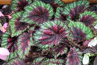 T Rex™ Begonia Painter's Palette -- New from Terra Nova Nurseries @ Windmill Nursery, Spring Trials 2016, the T Rex™ Series of Coleus, featuring 'Painter's Palette', with leaves shaped like a painter's palette, red centers and green edges in the background washed with charcoal and black liberally dotted with white at the edges.  More cold tolerant that other types.  Height: 16 inches.  Spread: 16 inches.  Shade.  Zones 9-11.