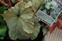 Cool Breeze™ Begonia Pewter -- New from Terra Nova Nurseries @ Windmill Nursery, Spring Trials 2016, the Cool Breeze™ Series of Begonia, featuring 'Pewter', a specimen that can tolerate temperatures to 40F, with satiny, pewter colored leaves accentuated by a deep green heart held in a snowflake pattern at the center of the leaf.  Broad oval leaves are ruffled and twisted showing their red backs.  Mounded, stout habit. Height: 15 inches.  Spread: 15 inches.  Shade.  Zones 10-11.