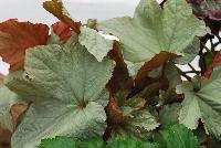 Cool Breeze™ Begonia Pewter -- New from Terra Nova Nurseries @ Windmill Nursery, Spring Trials 2016, the Cool Breeze™ Series of Begonia, featuring 'Pewter', a specimen that can tolerate temperatures to 40F, with satiny, pewter colored leaves accentuated by a deep green heart held in a snowflake pattern at the center of the leaf.  Broad oval leaves are ruffled and twisted showing their red backs.  Mounded, stout habit. Height: 15 inches.  Spread: 15 inches.  Shade.  Zones 10-11.