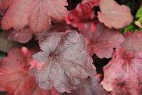 Heuchera Galaxy -- New from Terra Nova Nurseries @ Windmill Nursery, Spring Trials 2016, the Coleus 'Galaxy' offering large, leathery leaves heavily variegated with spots of hot pink.  Leaves emerge a startling bright red and turn darker as they age.  Vigorous mounding habit.   Height: 9 inches.  Spread: 12 inches.  Sun to part shade.  Zones 4-9.