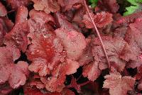  Heuchera Galaxy -- New from Terra Nova Nurseries @ Windmill Nursery, Spring Trials 2016, the Coleus 'Galaxy' offering large, leathery leaves heavily variegated with spots of hot pink.  Leaves emerge a startling bright red and turn darker as they age.  Vigorous mounding habit.   Height: 9 inches.  Spread: 12 inches.  Sun to part shade.  Zones 4-9.