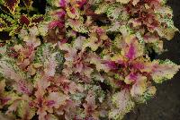 TerraNova® Coleus Mystic Light -- New from Terra Nova Nurseries @ Windmill Nursery, Spring Trials 2016, the TerraNova® Series of Coleus specimen 'Mystic Light', featuring leaves which are creamy peach with dark pink centers.   Forms a tight, upright mound, great for mixed containers.  An excellent replacement for impatiens.  Self-branching – no PGRs recommended.  Height: 12 inches.  Spread: 30 inches.  Shade to Part shade.  Zones 10-11.