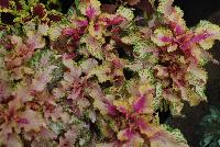TerraNova® Coleus Mystic Light -- New from Terra Nova Nurseries @ Windmill Nursery, Spring Trials 2016, the TerraNova® Series of Coleus specimen 'Mystic Light', featuring leaves which are creamy peach with dark pink centers.   Forms a tight, upright mound, great for mixed containers.  An excellent replacement for impatiens.  Self-branching – no PGRs recommended.  Height: 12 inches.  Spread: 30 inches.  Shade to Part shade.  Zones 10-11.