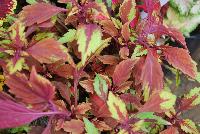 TerraNova® Coleus Allspice -- New from Terra Nova Nurseries @ Windmill Nursery, Spring Trials 2016, the TerraNova® Series of Coleus specimen 'Allspice', featuring deep-red leaves with green-gold edges.  Forms a mounding habit with  large, luxurious foliage, great for hanging baskets, ground cover and large mixed containers.  An excellent replacement for impatiens.  Self-branching – no PGRs recommended.  Height: 16 inches.  Spread: 24 inches.  Shade to part shade.  Zones 10-11.