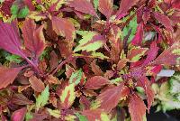 TerraNova® Coleus Allspice -- New from Terra Nova Nurseries @ Windmill Nursery, Spring Trials 2016, the TerraNova® Series of Coleus specimen 'Allspice', featuring deep-red leaves with green-gold edges.  Forms a mounding habit with  large, luxurious foliage, great for hanging baskets, ground cover and large mixed containers.  An excellent replacement for impatiens.  Self-branching – no PGRs recommended.  Height: 16 inches.  Spread: 24 inches.  Shade to part shade.  Zones 10-11.