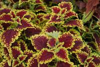 Flying Carpet™ Coleus Thriller -- New from Terra Nova Nurseries @ Windmill Nursery, Spring Trials 2016, the Flying Carpet™ Coleus 'Thriller', featuring red to burgundy leaves with lime-gold borders.  A vigorous trailer.  An excellent replacement for impatiens.  Branches ell with no pinching.  Fills a container quickly..  Height: 24 inches.  Spread: 30 inches.  Shade to part shade.  Zones 10-11.