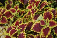 Flying Carpet™ Coleus Thriller -- New from Terra Nova Nurseries @ Windmill Nursery, Spring Trials 2016, the Flying Carpet™ Coleus 'Thriller', featuring red to burgundy leaves with lime-gold borders.  A vigorous trailer.  An excellent replacement for impatiens.  Branches ell with no pinching.  Fills a container quickly..  Height: 24 inches.  Spread: 30 inches.  Shade to part shade.  Zones 10-11.