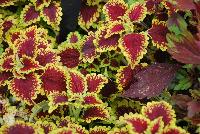 Flying Carpet™ Coleus Thriller -- New from Terra Nova Nurseries @ Windmill Nursery, Spring Trials 2016, the Flying Carpet™ Coleus 'Thriller', featuring red to burgundy leaves with lime-gold borders.  A vigorous trailer.  An excellent replacement for impatiens.  Branches ell with no pinching.  Fills a container quickly..  Height: 24 inches.  Spread: 30 inches.  Shade to part shade.  Zones 10-11.