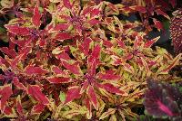 Hipsters™ Coleus Zooey -- New from Terra Nova Nurseries @ Windmill Nursery, Spring Trials 2016, the Hipsters™ Series of Coleus, featuring 'Zooey', a low,  dense, spreading habit specimen, no PGRs required or recommended.  Leaves with lime-gold background are veined or splashed with a tart-cherry red.  Narrow leaves with spiky margins..  An excellent replacement for impatiens.  Height: 9 inches.  Spread: 23 inches.  Shade to Part shade.  Zones 10-11.