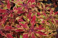 Hipsters™ Coleus Zooey -- New from Terra Nova Nurseries @ Windmill Nursery, Spring Trials 2016, the Hipsters™ Series of Coleus, featuring 'Zooey', a low,  dense, spreading habit specimen, no PGRs required or recommended.  Leaves with lime-gold background are veined or splashed with a tart-cherry red.  Narrow leaves with spiky margins..  An excellent replacement for impatiens.  Height: 9 inches.  Spread: 23 inches.  Shade to Part shade.  Zones 10-11.