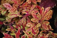 Hipsters™ Coleus Zooey -- New from Terra Nova Nurseries @ Windmill Nursery, Spring Trials 2016, the Hipsters™ Series of Coleus, featuring 'Zooey', a low,  dense, spreading habit specimen, no PGRs required or recommended.  Leaves with lime-gold background are veined or splashed with a tart-cherry red.  Narrow leaves with spiky margins..  An excellent replacement for impatiens.  Height: 9 inches.  Spread: 23 inches.  Shade to Part shade.  Zones 10-11.