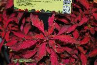 Wildfire™ Coleus Ignition -- New from Terra Nova Nurseries @ Windmill Nursery, Spring Trials 2016, the Wildfire™ Series of Coleus, featuring 'Ignition', a low,  dense, spreading habit specimen, which  branches well without pinching.  Bright red to hot-pink leaves occasionally edged with lime green or charcoal.  Height: 9 inches.  Spread: 23 inches.  Shade to Part shade.  Zones 10-11.
