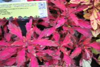 Wildfire™ Coleus Ignition -- New from Terra Nova Nurseries @ Windmill Nursery, Spring Trials 2016, the Wildfire™ Series of Coleus, featuring 'Ignition', a low,  dense, spreading habit specimen, which  branches well without pinching.  Bright red to hot-pink leaves occasionally edged with lime green or charcoal.  Height: 9 inches.  Spread: 23 inches.  Shade to Part shade.  Zones 10-11.