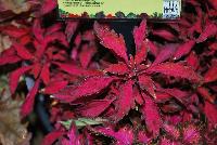 Wildfire™ Coleus Ignition -- New from Terra Nova Nurseries @ Windmill Nursery, Spring Trials 2016, the Wildfire™ Series of Coleus, featuring 'Ignition', a low,  dense, spreading habit specimen, which  branches well without pinching.  Bright red to hot-pink leaves occasionally edged with lime green or charcoal.  Height: 9 inches.  Spread: 23 inches.  Shade to Part shade.  Zones 10-11.