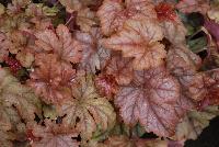 Cascade™ Heucherella Autumn Cascade -- New from Terra Nova Nurseries, Spring Trials 2016, a new Cascade™ Hucherella 'Autumn Cascade' featuring a low, trailing habit with lobed, reddish-tan leaves and excellent vigor. Height: 4 inches.  Spread: 36 inches.  Sun to part shade.  Zones 4-9.