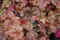 Cascade™ Heucherella Autumn Cascade -- New from Terra Nova Nurseries, Spring Trials 2016, a new Cascade™ Hucherella 'Autumn Cascade' featuring a low, trailing habit with lobed, reddish-tan leaves and excellent vigor. Height: 4 inches.  Spread: 36 inches.  Sun to part shade.  Zones 4-9.