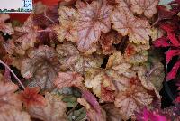 Cascade™ Heucherella Autumn Cascade -- New from Terra Nova Nurseries, Spring Trials 2016, a new Cascade™ Hucherella 'Autumn Cascade' featuring a low, trailing habit with lobed, reddish-tan leaves and excellent vigor. Height: 4 inches.  Spread: 36 inches.  Sun to part shade.  Zones 4-9.