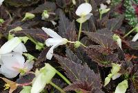 Cocoa™ Begonia Enchanted Moonlight -- New from Terra Nova Nurseries, Spring Trials 2016, a new Cocoa™ Begonia 'Enchanted Moonlight' featuring showy, large, 3-inch white flowers accented by dark cocoa-brown foliage, with an upright habit, giving a continuous floral display.  Great for mixed containers. Height: 24 inches.  Spread: 14 inches.  Shade.  Zones 8-11.