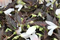 Cocoa™ Begonia Enchanted Moonlight -- New from Terra Nova Nurseries, Spring Trials 2016, a new Cocoa™ Begonia 'Enchanted Moonlight' featuring showy, large, 3-inch white flowers accented by dark cocoa-brown foliage, with an upright habit, giving a continuous floral display.  Great for mixed containers. Height: 24 inches.  Spread: 14 inches.  Shade.  Zones 8-11.