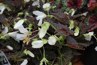 Cocoa™ Begonia Enchanted Moonlight -- New from Terra Nova Nurseries, Spring Trials 2016, a new Cocoa™ Begonia 'Enchanted Moonlight' featuring showy, large, 3-inch white flowers accented by dark cocoa-brown foliage, with an upright habit, giving a continuous floral display.  Great for mixed containers. Height: 24 inches.  Spread: 14 inches.  Shade.  Zones 8-11.