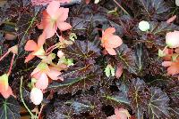 Cocoa™ Begonia Enchanted Sunrise -- New from Terra Nova Nurseries, Spring Trials 2016, a new Cocoa™ Begonia 'Enchanted Sunrise' featuring dark cocoa-brown foliage with lovely green veins.  Tolerates temperatures down to 38F.  Upright and great for patio planters, showing large, single, salmon-orange flowers that appear in outward facing clusters . Very long blooming, flowers even during the winter indoors, making a great house plant. Height: 24 inches.  Spread: 14 inches.  Shade.  Zones 9-11.