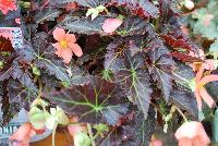 Cocoa™ Begonia Enchanted Sunrise -- New from Terra Nova Nurseries, Spring Trials 2016, a new Cocoa™ Begonia 'Enchanted Sunrise' featuring dark cocoa-brown foliage with lovely green veins.  Tolerates temperatures down to 38F.  Upright and great for patio planters, showing large, single, salmon-orange flowers that appear in outward facing clusters . Very long blooming, flowers even during the winter indoors, making a great house plant. Height: 24 inches.  Spread: 14 inches.  Shade.  Zones 9-11.