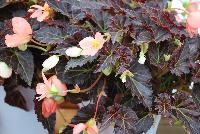 Cocoa™ Begonia Enchanted Sunrise -- New from Terra Nova Nurseries, Spring Trials 2016, a new Cocoa™ Begonia 'Enchanted Sunrise' featuring dark cocoa-brown foliage with lovely green veins.  Tolerates temperatures down to 38F.  Upright and great for patio planters, showing large, single, salmon-orange flowers that appear in outward facing clusters . Very long blooming, flowers even during the winter indoors, making a great house plant. Height: 24 inches.  Spread: 14 inches.  Shade.  Zones 9-11.