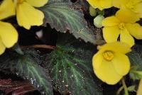 DayStar™ Begonia Yellow -- New from Terra Nova Nurseries, Spring Trials 2016, a new Daystar™ Begonia 'Yellow' featuring a large, cascading habit with showy, 3-inch bright yellow flowers, all season long.  Foliage is dark and patterned.  Great for hanging baskets. Height: 24 inches.  Spread: 16 inches.  Shade.  Zones 9-11.
