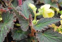 DayStar™ Begonia Yellow -- New from Terra Nova Nurseries, Spring Trials 2016, a new Daystar™ Begonia 'Yellow' featuring a large, cascading habit with showy, 3-inch bright yellow flowers, all season long.  Foliage is dark and patterned.  Great for hanging baskets. Height: 24 inches.  Spread: 16 inches.  Shade.  Zones 9-11.