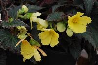 DayStar™ Begonia Yellow -- New from Terra Nova Nurseries, Spring Trials 2016, a new Daystar™ Begonia 'Yellow' featuring a large, cascading habit with showy, 3-inch bright yellow flowers, all season long.  Foliage is dark and patterned.  Great for hanging baskets. Height: 24 inches.  Spread: 16 inches.  Shade.  Zones 9-11.