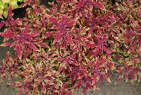 Hipsters™ Coleus Zooey -- New from Terra Nova Nurseries @ Windmill Nursery, Spring Trials 2016, the Hipsters™ Series of Coleus, featuring 'Zooey', a low,  dense, spreading habit specimen, no PGRs required or recommended.  Leaves with lime-gold background are veined or splashed with a tart-cherry red.  Narrow leaves with spiky margins..  An excellent replacement for impatiens.  Height: 9 inches.  Spread: 23 inches.  Shade to Part shade.  Zones 10-11.