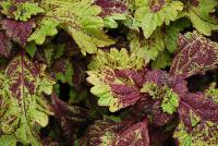 Color Clouds™ Coleus Honeybear -- New from Terra Nova Nurseries @ Windmill Nursery, Spring Trials 2016, the Color Clouds™ Series of Coleus, featuring 'Honeybear', featuring a trailing habit with short internodes, keeping it compact.  PGRs not required nor recommended.  Medium-sized foliage covered with a rugged honeyed gold and shadowed with cayenne pepper.  An excellent replacement for impatiens.  Self-branching.  Height: 10 inches.  Spread: 30 inches.  Shade to Part shade.  Zones 10-11.