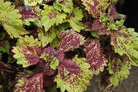 Color Clouds™ Coleus Honeybear -- New from Terra Nova Nurseries @ Windmill Nursery, Spring Trials 2016, the Color Clouds™ Series of Coleus, featuring 'Honeybear', featuring a trailing habit with short internodes, keeping it compact.  PGRs not required nor recommended.  Medium-sized foliage covered with a rugged honeyed gold and shadowed with cayenne pepper.  An excellent replacement for impatiens.  Self-branching.  Height: 10 inches.  Spread: 30 inches.  Shade to Part shade.  Zones 10-11.