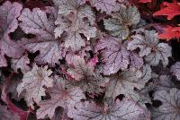 Cascade™ Heucherella Plum Cascade -- New from Terra Nova Nurseries, Spring Trials 2016, a new Cascade™ Hucherella 'Plum Cascade' is a small leaf trailer with lovely purple silver leaves.  Great as a ground cover or in a hanging basket.  Leaves are deeply lobed.  Free-flowering light-pink flowers.  All Heucherella are rust resistant.  Very vigorous and easy to grow. Height: 9 inches.  Spread: 32 inches.  Shade to part shade.  Zones 4-9.