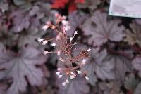 Cascade™ Heucherella Plum Cascade -- New from Terra Nova Nurseries, Spring Trials 2016, a new Cascade™ Hucherella 'Plum Cascade' is a small leaf trailer with lovely purple silver leaves.  Great as a ground cover or in a hanging basket.  Leaves are deeply lobed.  Free-flowering light-pink flowers.  All Heucherella are rust resistant.  Very vigorous and easy to grow. Height: 9 inches.  Spread: 32 inches.  Shade to part shade.  Zones 4-9.