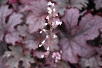 Cascade™ Heucherella Plum Cascade -- New from Terra Nova Nurseries, Spring Trials 2016, a new Cascade™ Hucherella 'Plum Cascade' is a small leaf trailer with lovely purple silver leaves.  Great as a ground cover or in a hanging basket.  Leaves are deeply lobed.  Free-flowering light-pink flowers.  All Heucherella are rust resistant.  Very vigorous and easy to grow. Height: 9 inches.  Spread: 32 inches.  Shade to part shade.  Zones 4-9.