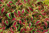 TerraNova® Coleus Jitters -- New from Terra Nova Nurseries @ Windmill Nursery, Spring Trials 2016, the TerraNova® Coleus 'Jitters', featuring multi-colored leaves that combine with virtually every color group.  PGRs not needed nor recommended.  One of the best specimens for combination pots.  An excellent replacement for impatiens. Height: 18 inches.  Spread: 18 inches.  Part shade to shade.  Zones 10-11.